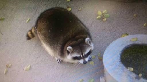 A funny raccoon meme